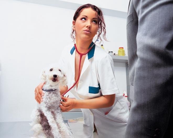 Gorgeous vet Angel Dark sucks dog owner's cock in white stockings & cages him